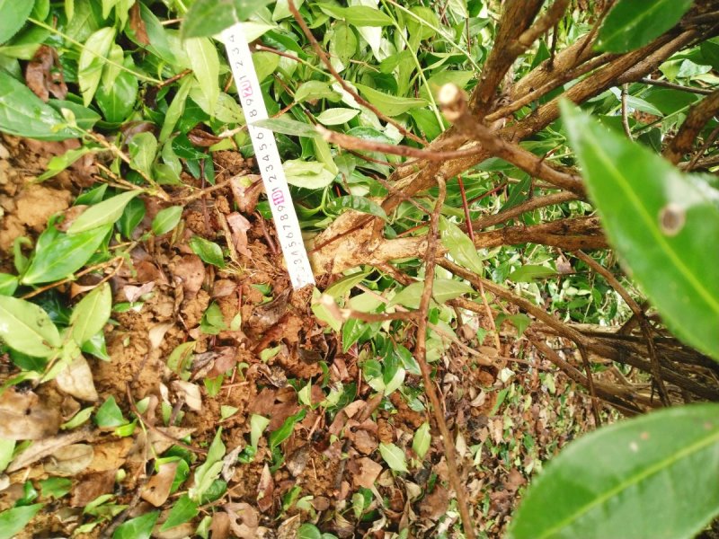 茶树苗
