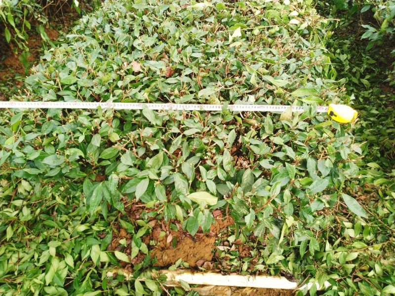 茶树苗