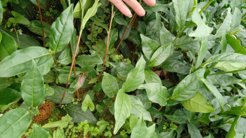 茶树苗
