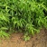 桃树原生苗实生桃树苗山桃苗占地桃树