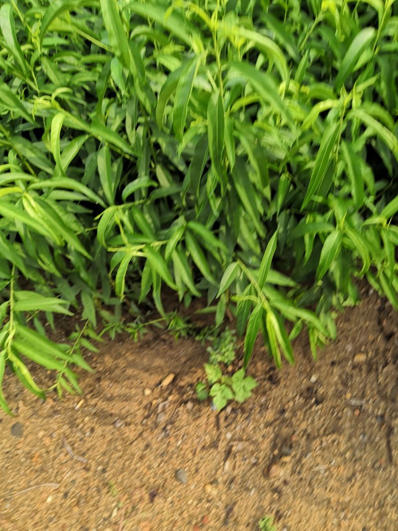 桃树原生苗实生桃树苗山桃苗占地桃树