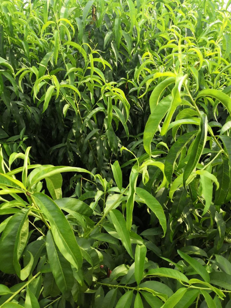 桃树原生苗实生桃树苗山桃苗占地桃树