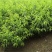 桃树原生苗实生桃树苗山桃苗占地桃树
