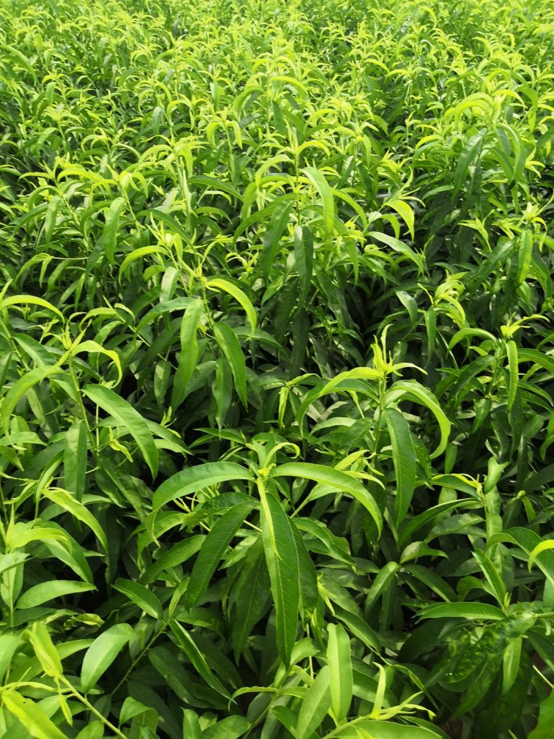 桃树原生苗实生桃树苗山桃苗占地桃树