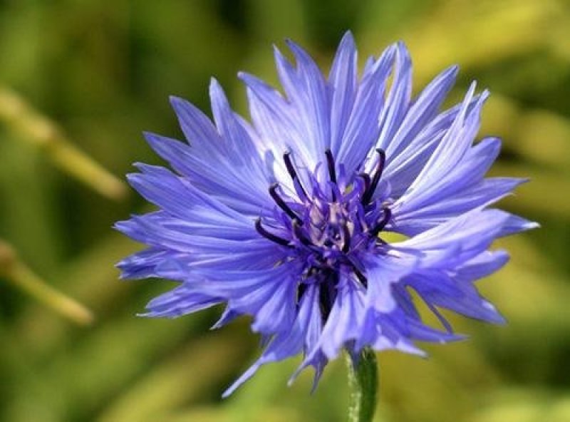 矢车菊四季易种活蓝色矢车菊种子花海公园庭院耐寒