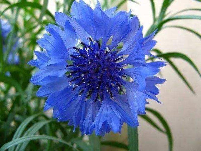 矢车菊四季易种活蓝色矢车菊种子花海公园庭院耐寒
