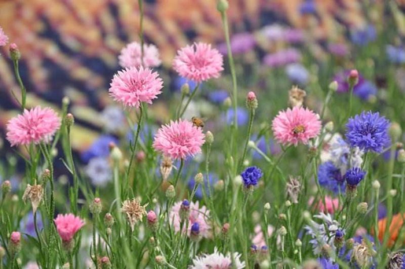 矢车菊四季易种活蓝色矢车菊种子花海公园庭院耐寒