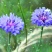矢车菊四季易种活蓝色矢车菊种子花海公园庭院耐寒