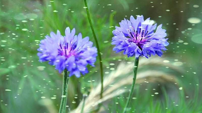 矢车菊四季易种活蓝色矢车菊种子花海公园庭院耐寒