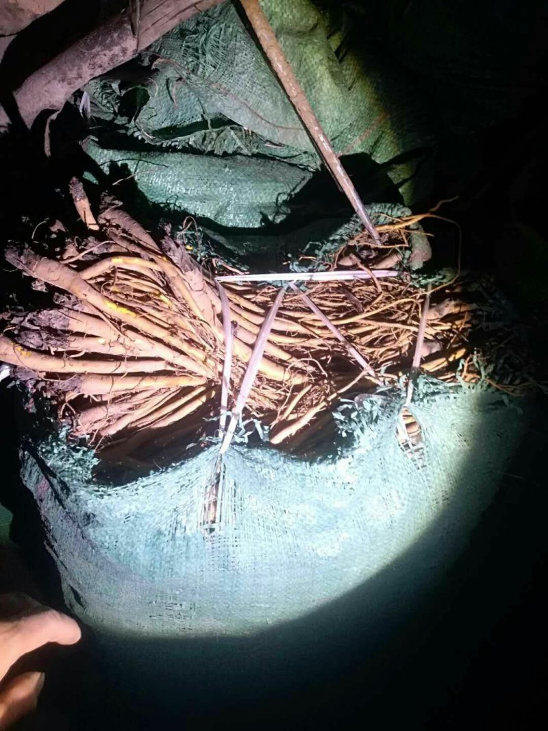 原产地甘肃（大黄苗子）产量高，成活率高