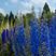 大花飞燕草籽种千鸟花多年生景观绿化花海公园庭院