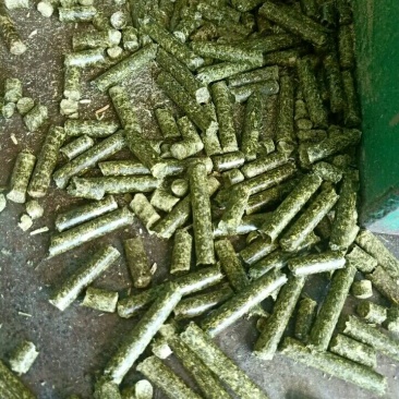 苜蓿颗粒苜蓿草颗粒甘肃苜蓿草颗粒生产苜蓿草饲料
