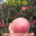 巨型冬桃晚熟冬桃个大脆甜离核品种纯正品种保证