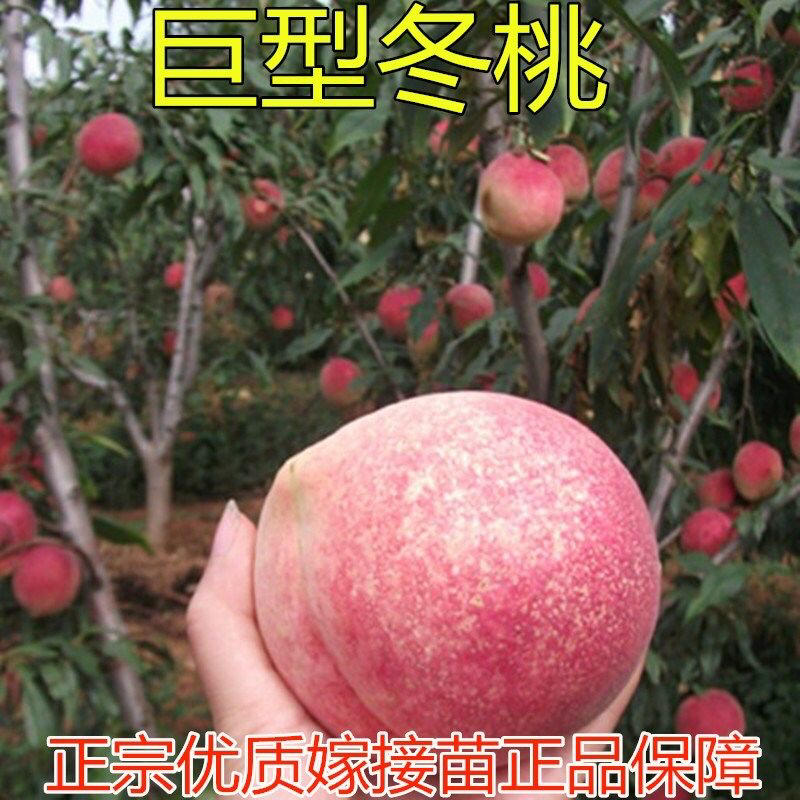 巨型冬桃晚熟冬桃个大脆甜离核品种纯正品种保证