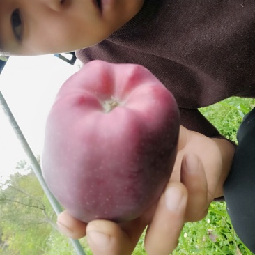 甘肃天水花牛苹果