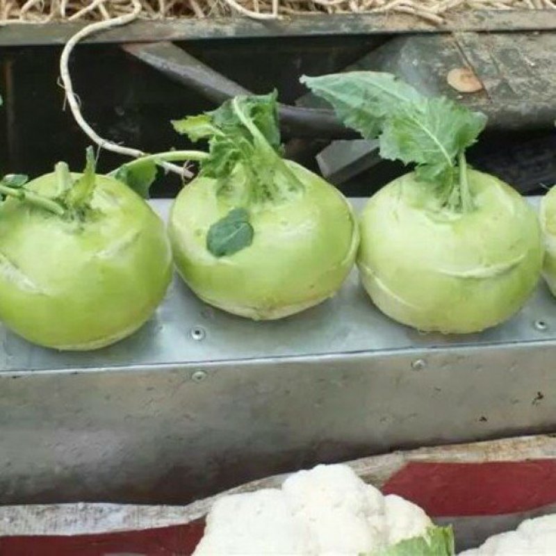 皮兰