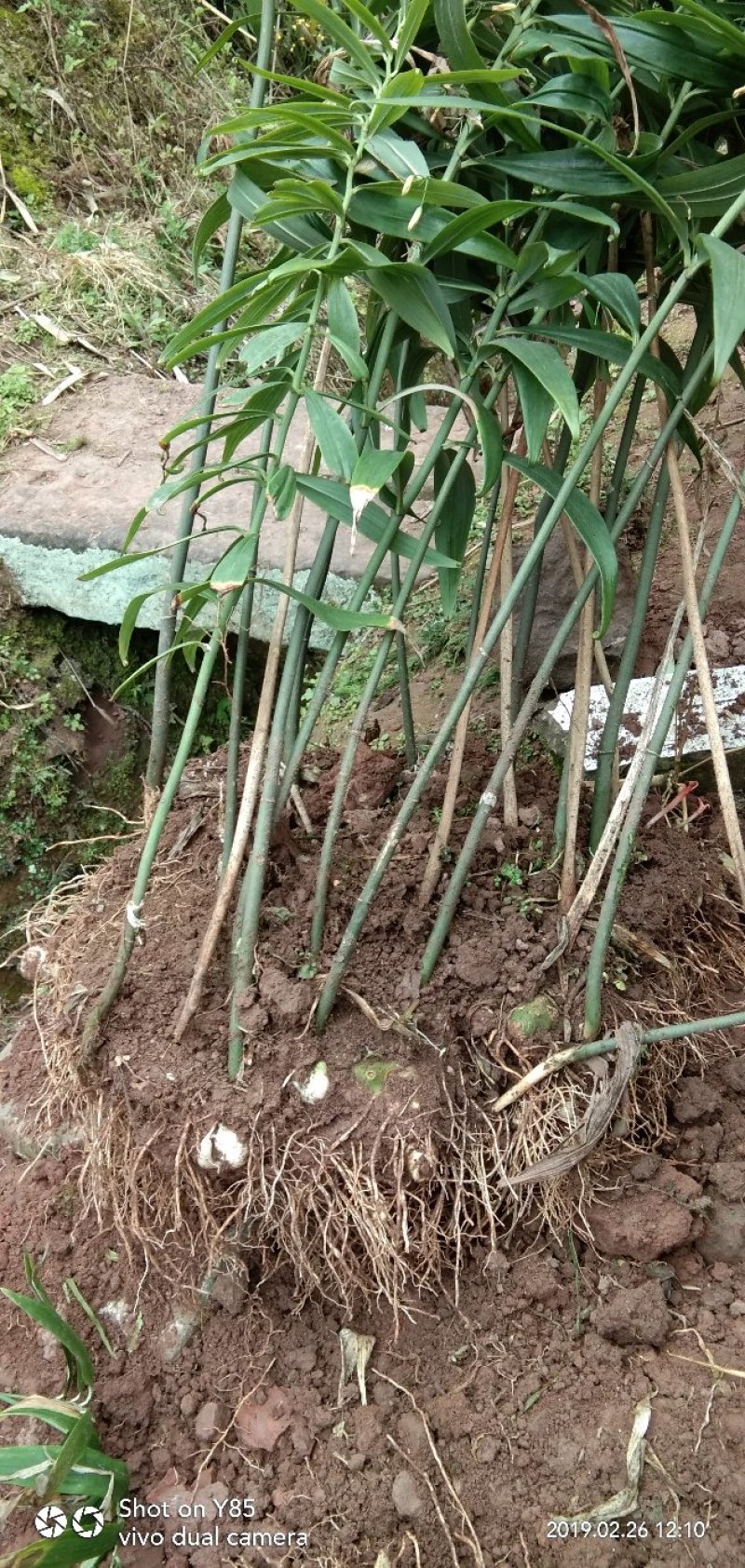 黄精