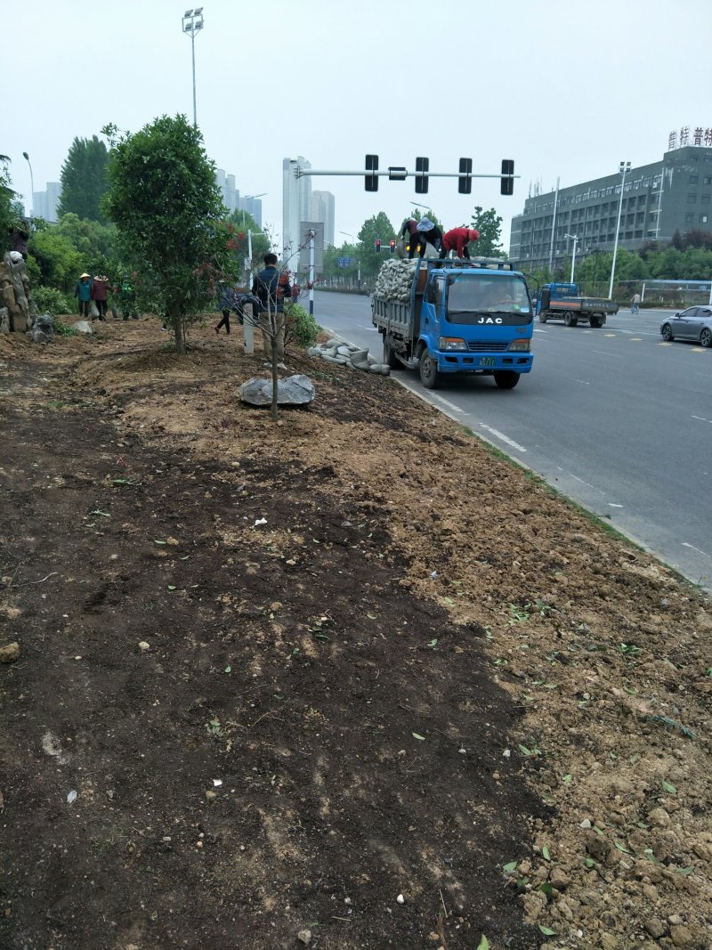 东北泥炭土，营养土，有机肥。厂家发货，价格美丽