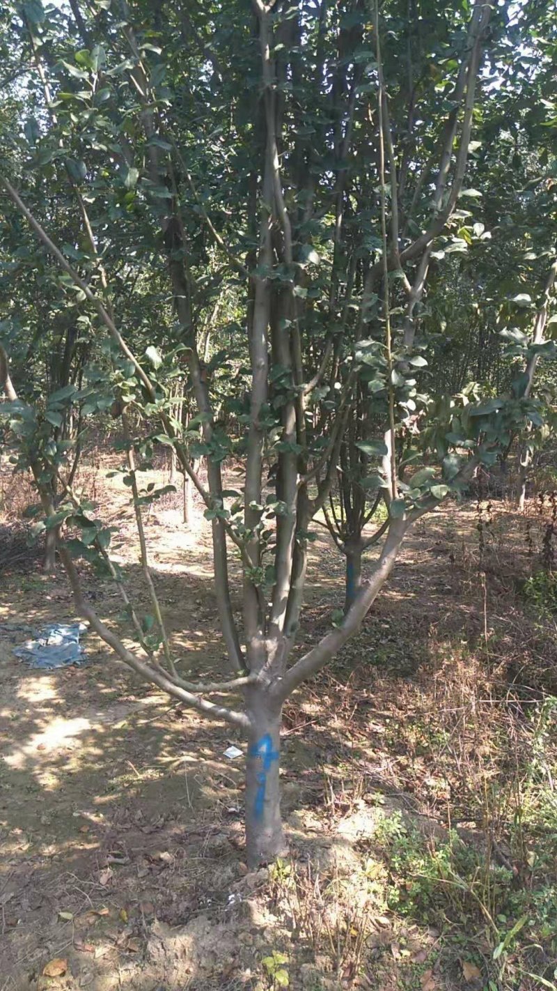 西府海棠，各种规格，