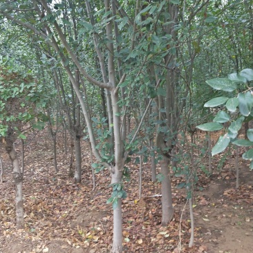 西府海棠，各种规格，