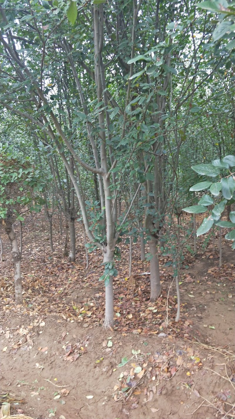 西府海棠，各种规格，