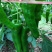 安徽万亩鲜辣椒（泡椒苏椒线椒等）基地种植大量上市代发全国