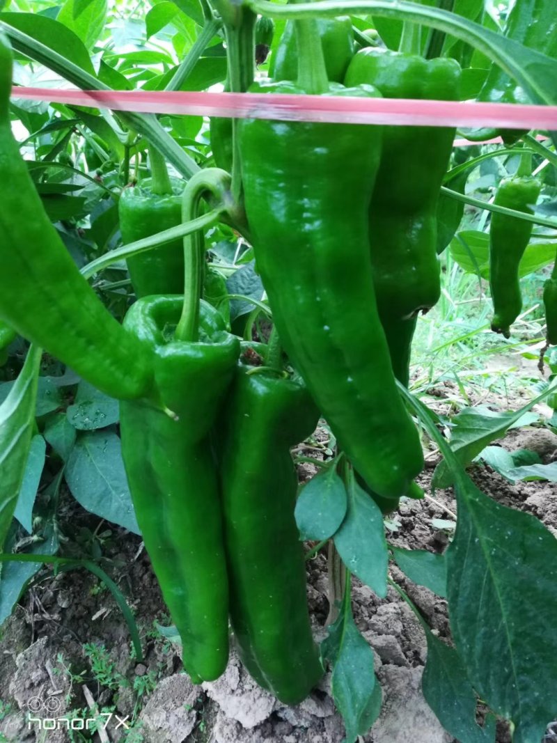 安徽万亩鲜辣椒（泡椒苏椒线椒等）基地种植大量上市代发全国