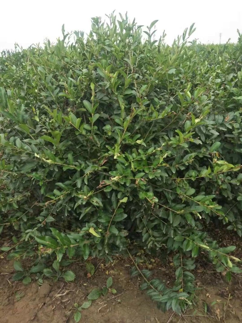 水蜡球各种规格，分支水蜡