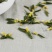 莲子芯，产地湖南直供道地药材，药典标准支持线上交易保障