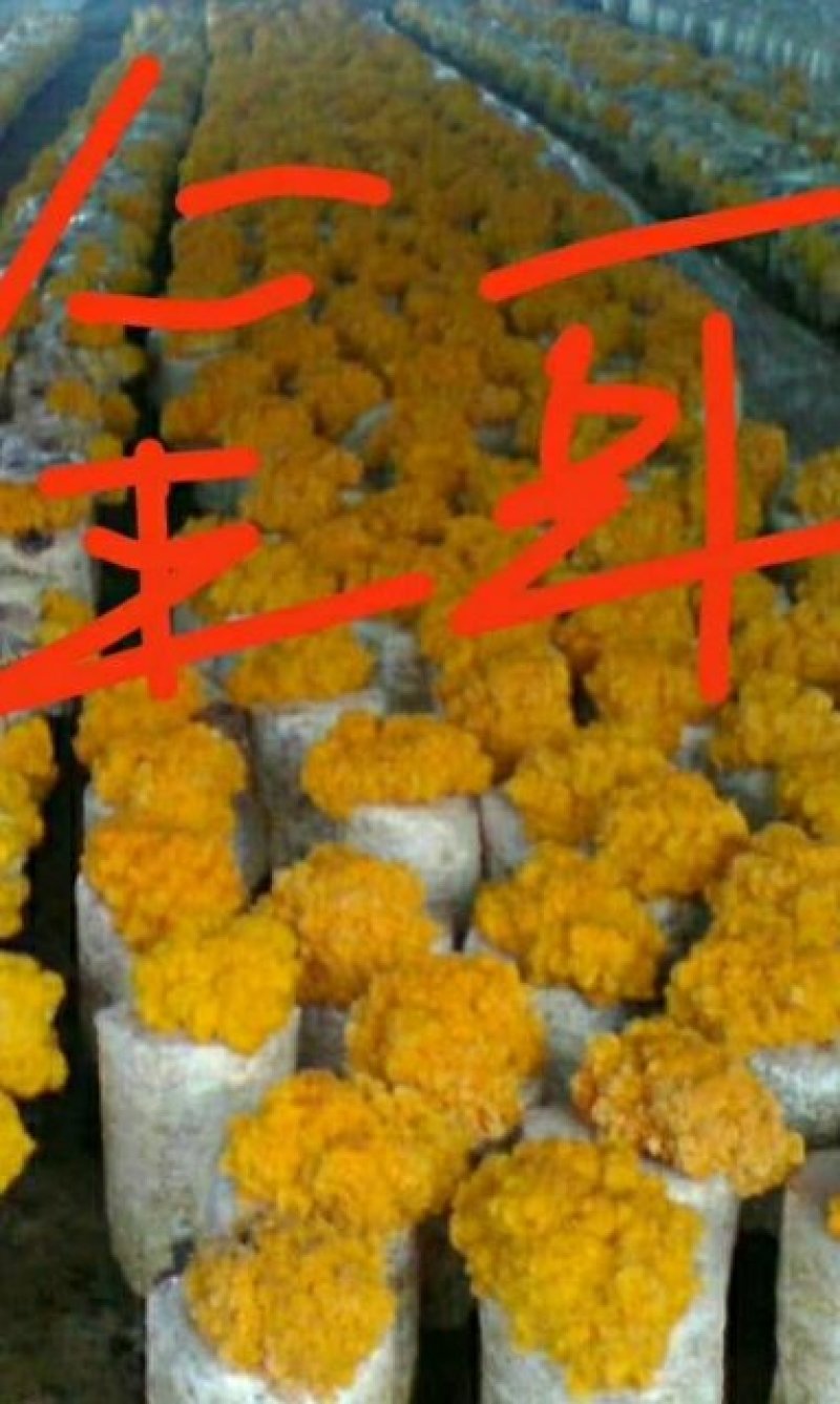 金耳菌种（椴木分离原种，二级种，栽培种）