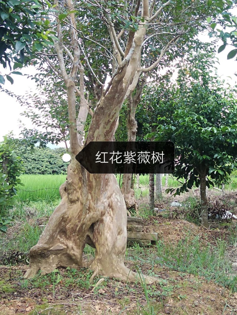 红花紫薇树