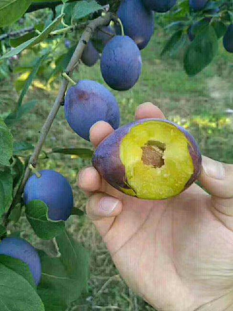 法兰西西梅李子苗品种纯正，包成活包结果提供种植技术