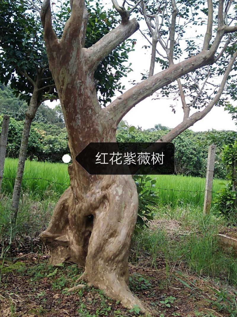 红花紫薇树