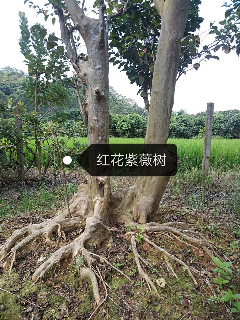 红花紫薇树