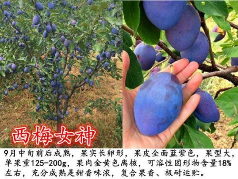 法兰西西梅李子苗品种纯正，包成活包结果提供种植技术