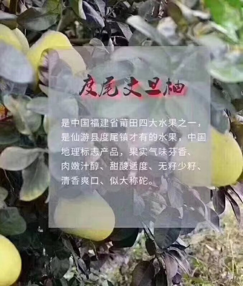 福建莆田仙游度尾老树红心文旦柚，皮薄肉嫩汁多，可代发