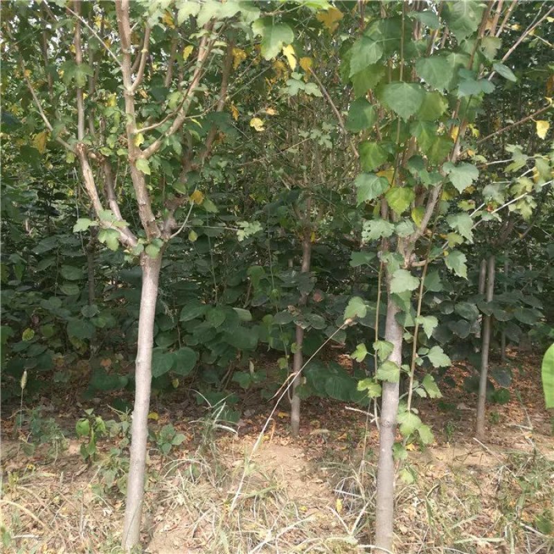 木槿苗木槿花树苗庭院绿化工程植物地栽重瓣木槿树苗成活率高