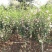 木槿苗木槿花树苗庭院绿化工程植物地栽重瓣木槿树苗成活率高