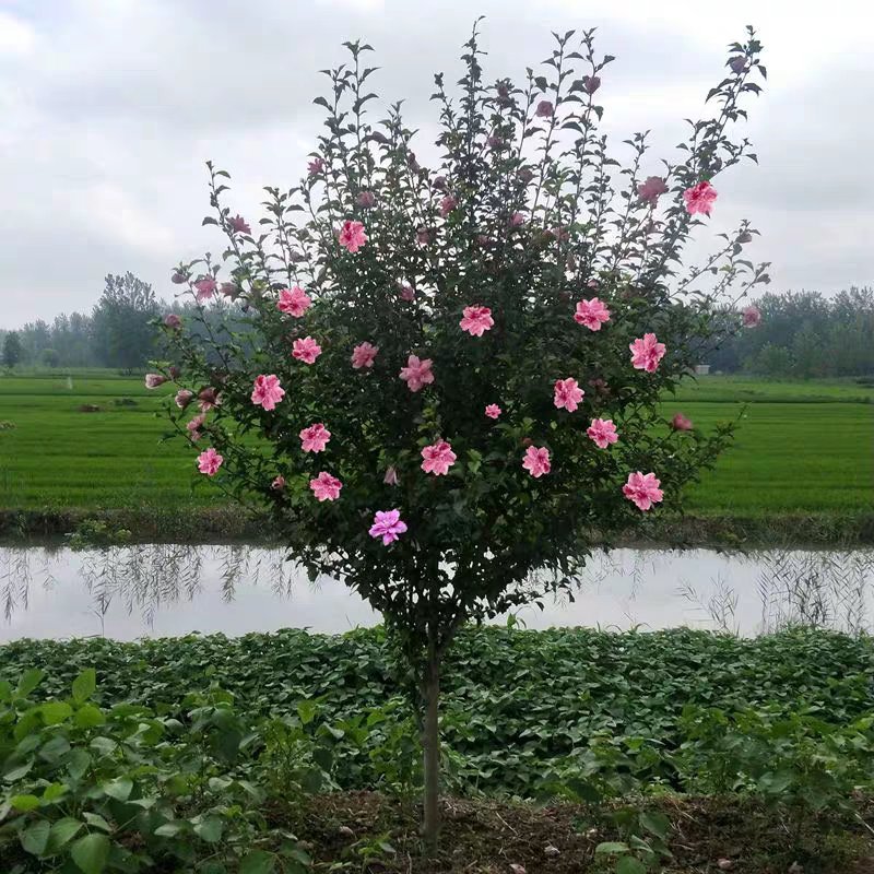 木槿苗木槿花树苗庭院绿化工程植物地栽重瓣木槿树苗成活率高
