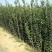 木槿苗木槿花树苗庭院绿化工程植物地栽重瓣木槿树苗成活率高