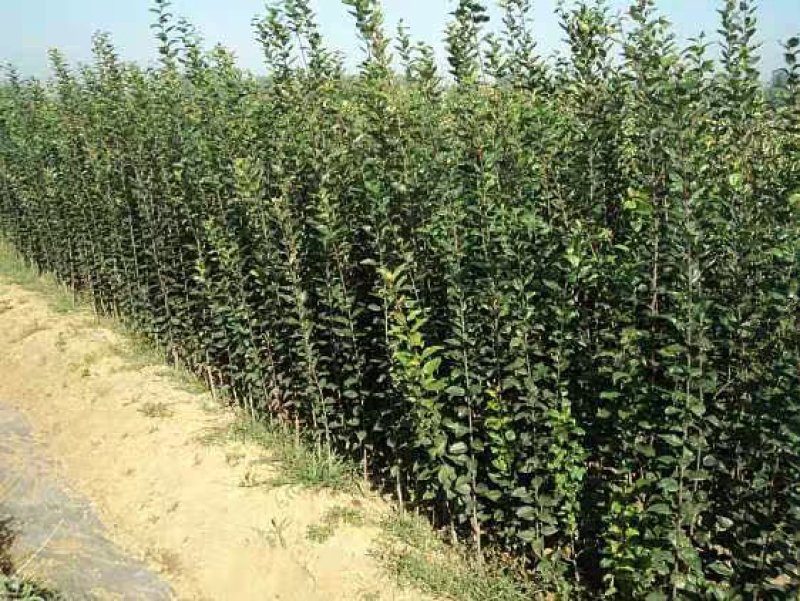 木槿苗木槿花树苗庭院绿化工程植物地栽重瓣木槿树苗成活率高