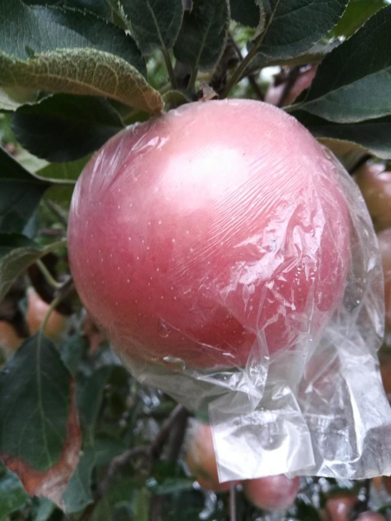斗南苹果，颜色漂亮，个头大，口感脆甜，10月份上市