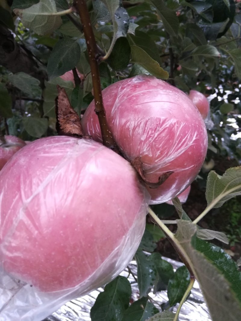 斗南苹果，颜色漂亮，个头大，口感脆甜，10月份上市