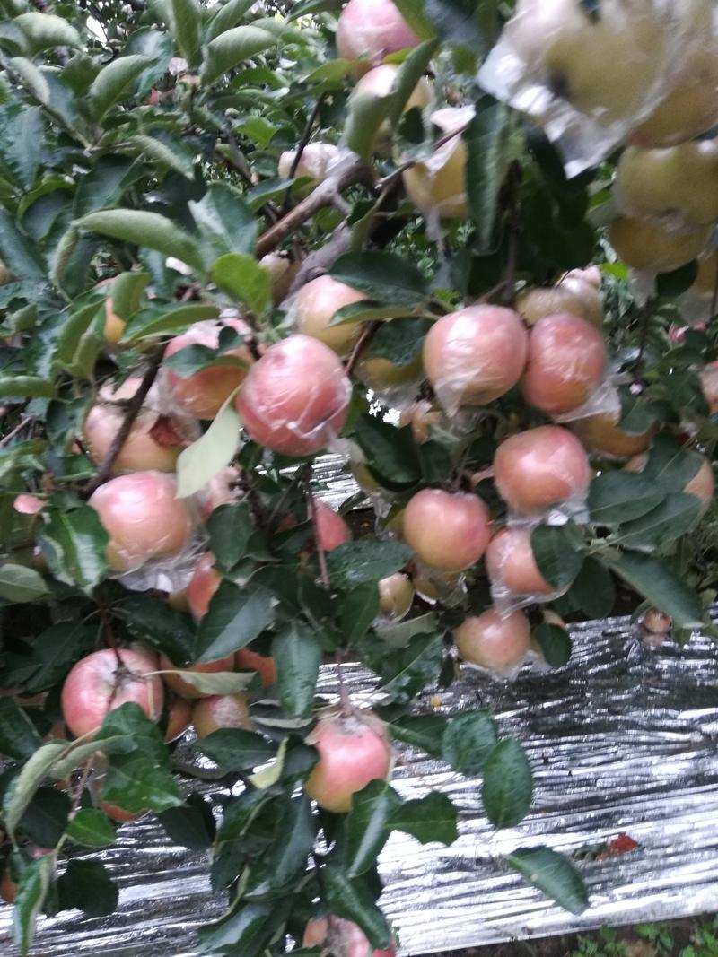 斗南苹果，颜色漂亮，个头大，口感脆甜，10月份上市