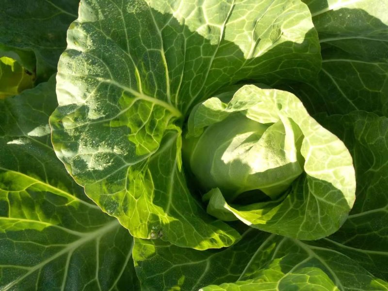 产地直供张家口蔬菜基地大量现货供应牛形菜甘蓝，保质保量