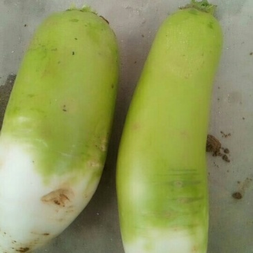 萝卜