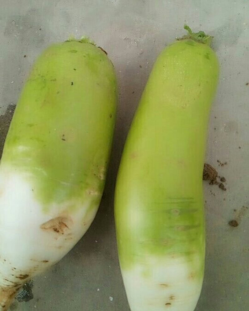 萝卜