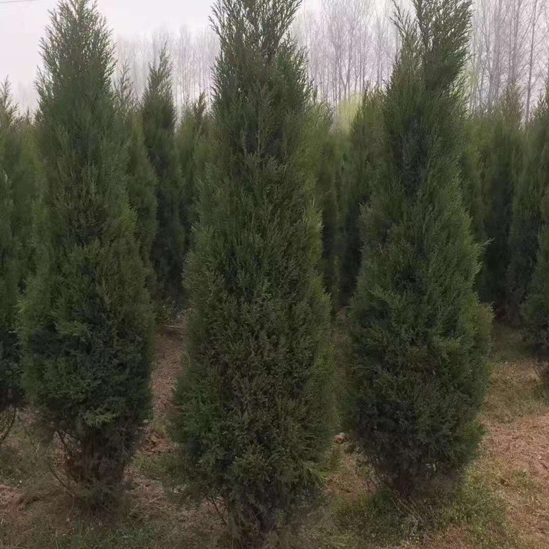 蜀桧塔柏树苗松柏树蜀桧苗墓地松扫墓松清明松