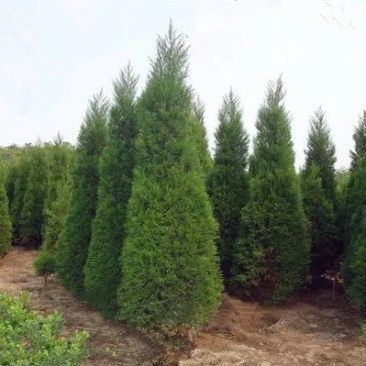 蜀桧塔柏树苗松柏树蜀桧苗墓地松扫墓松清明松