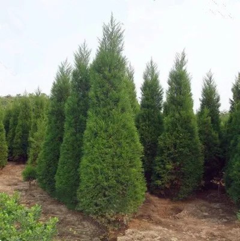 蜀桧塔柏树苗松柏树蜀桧苗墓地松扫墓松清明松